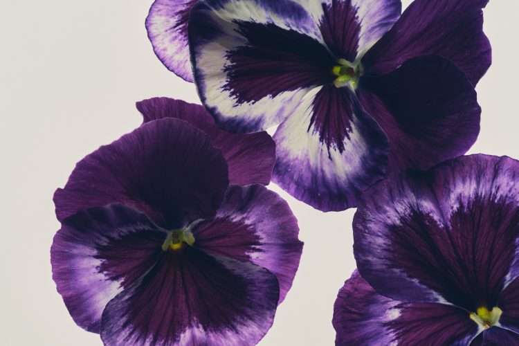 Fragrance – IS